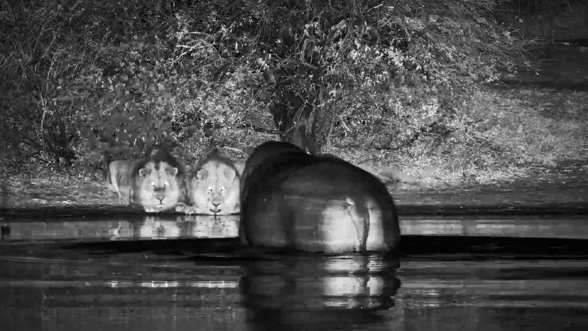Moto Moto the Hippo vs Lions