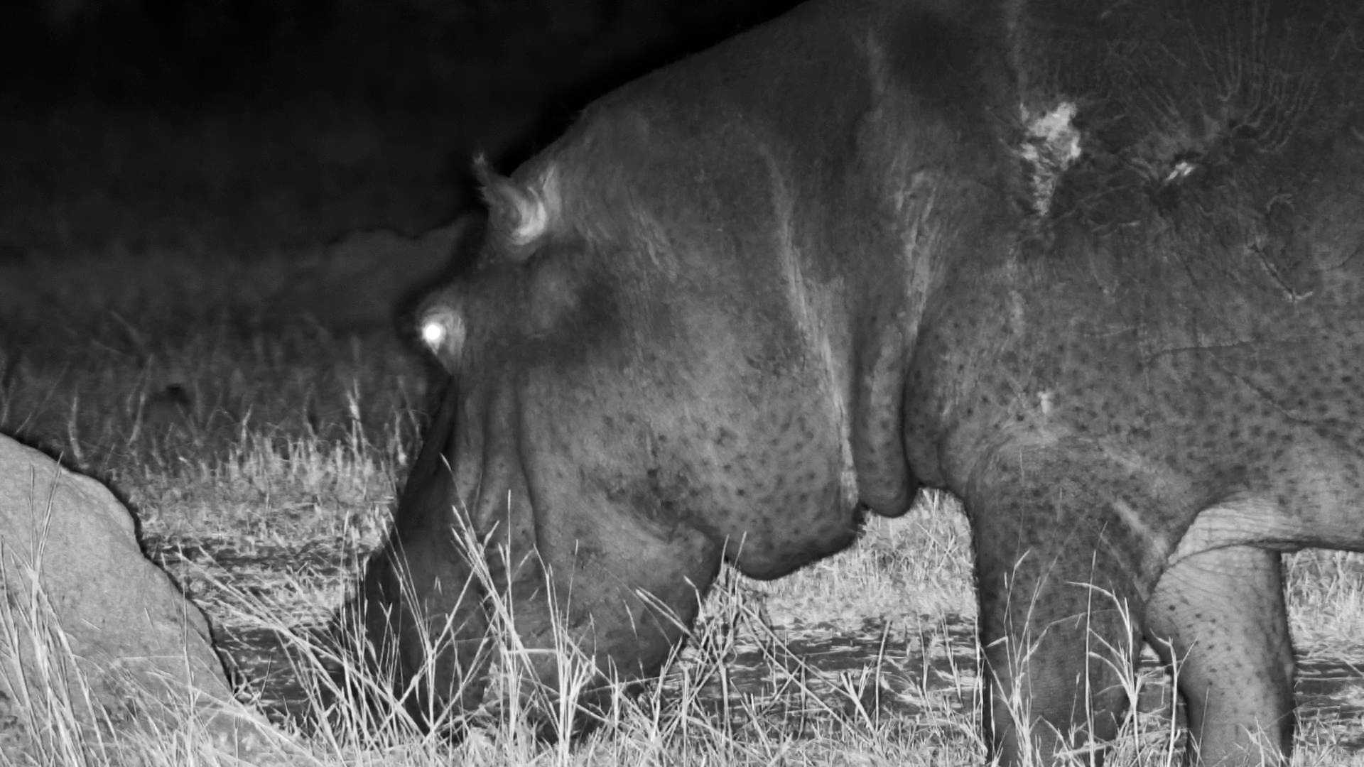 Moto Moto’s Night Graze & Two Bushbuck’s Secret Sip