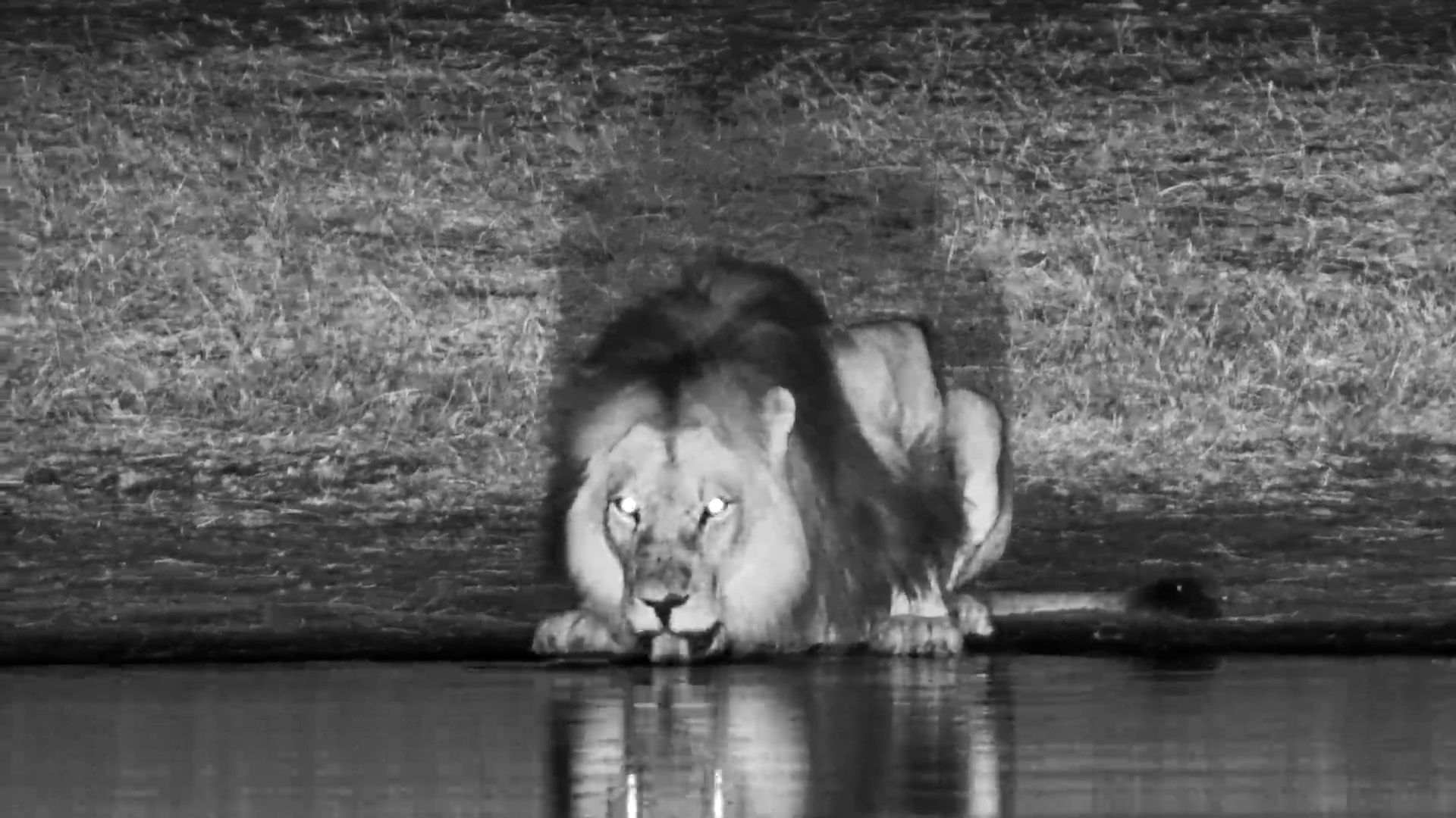 Gorgeous Male Lion Drinks at The Hide