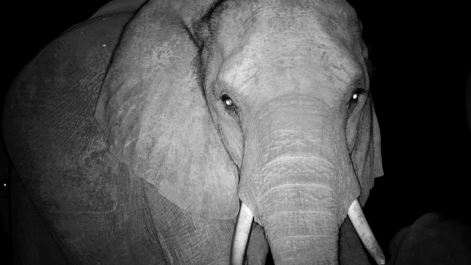 Curious Elephant Looks Into the Camera