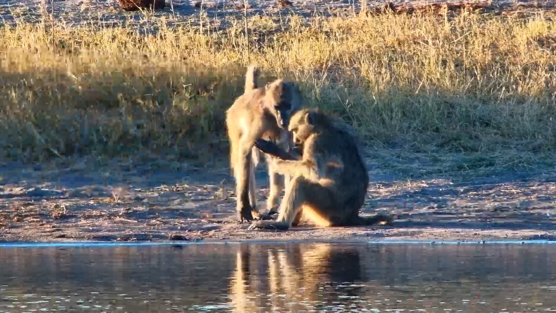 Injured Baboon Tries to Clean Elbow Wound - Troop Steps In to Help