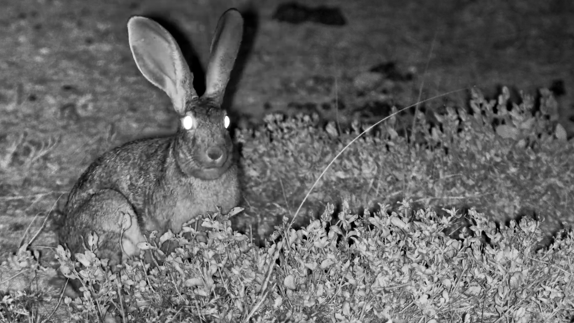 Hare Snacking in the Dark
