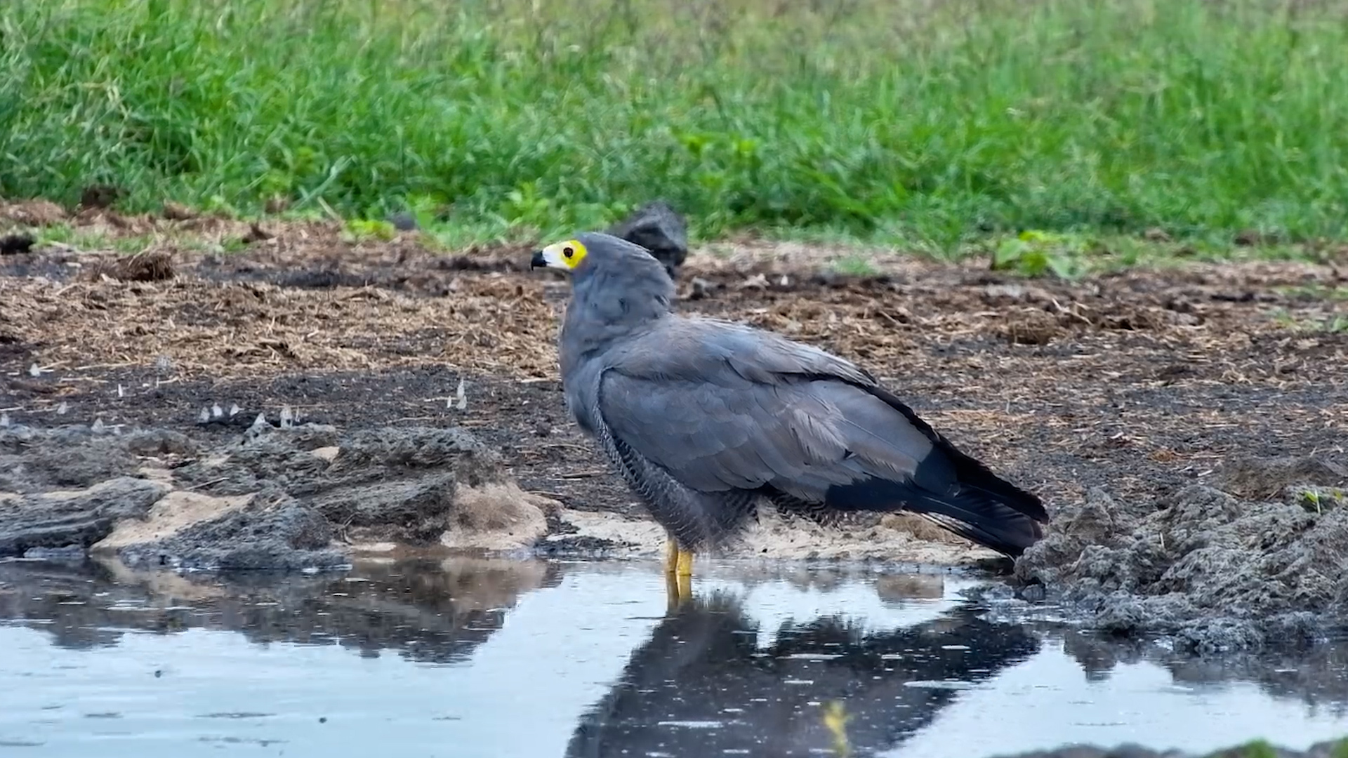 Harrier Hawk Walking at the Waterhole