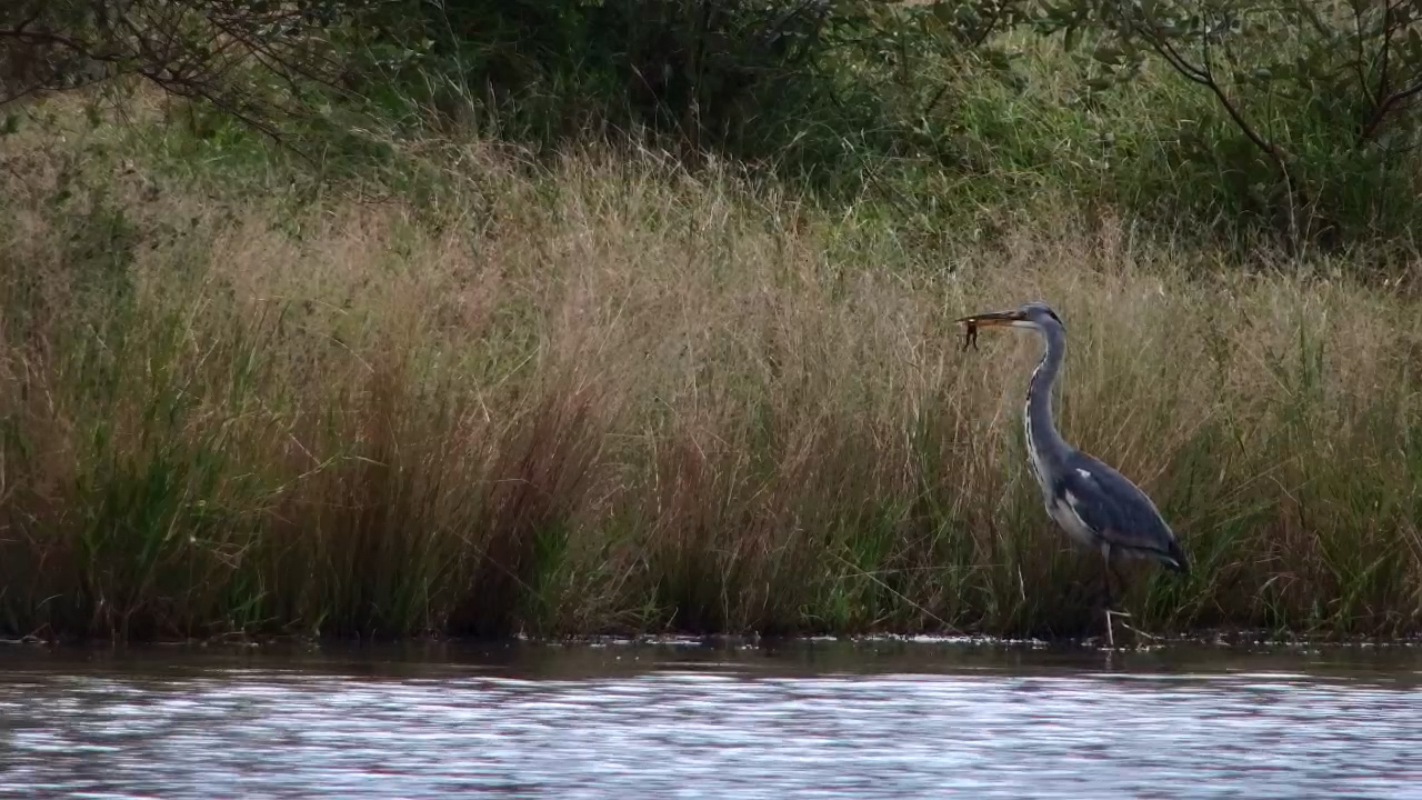 Heron Snatches Frog in Split Second Attack