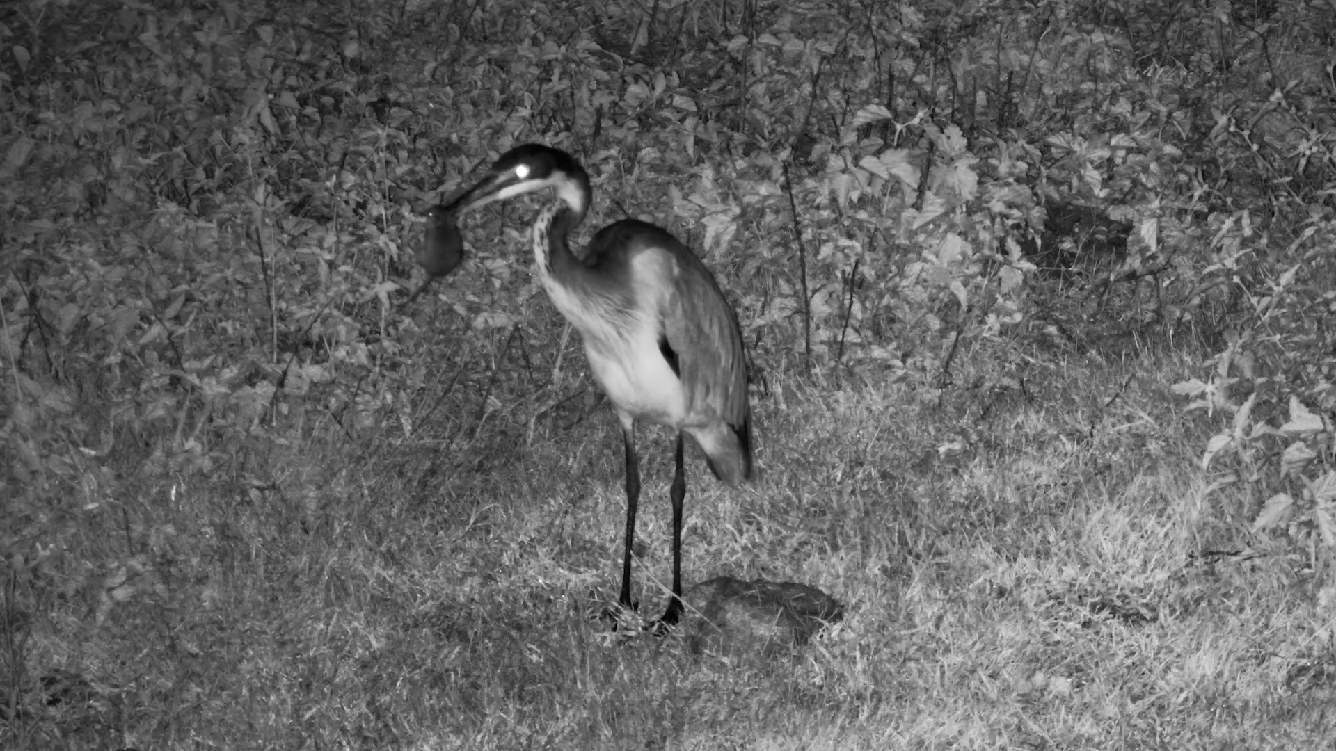 Heron’s Lightning-Fast Catch