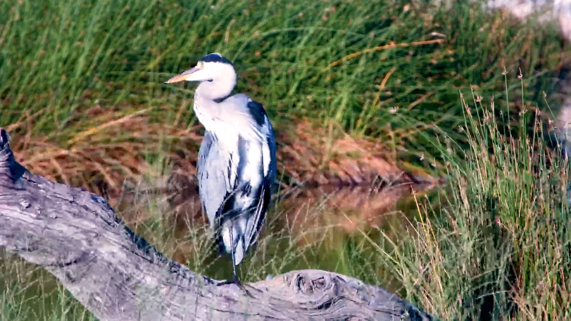 Grey Heron Preening by the Water