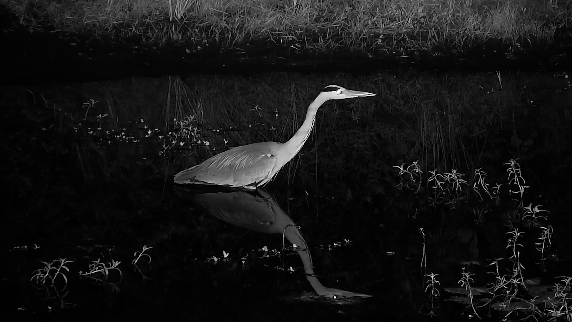Heron Crept Through the Dark Water
