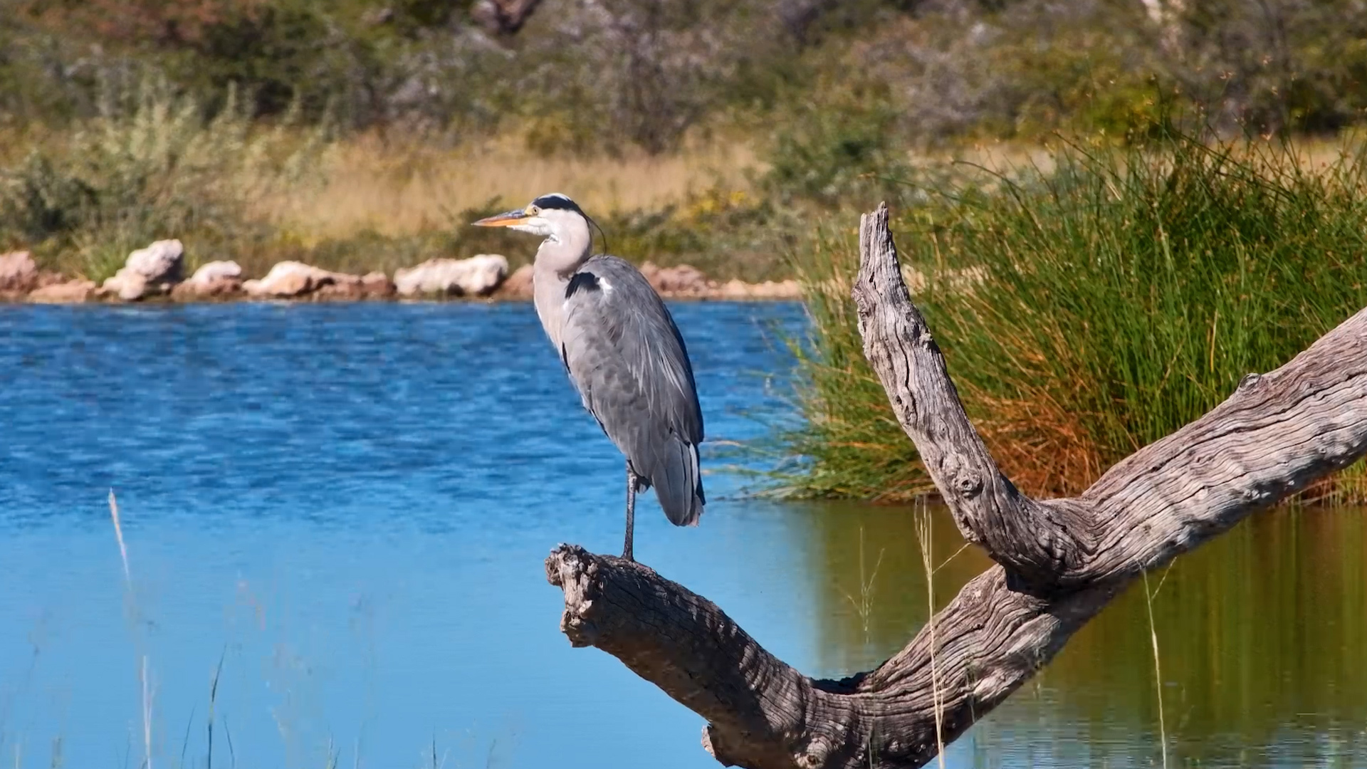 A Grey Heron Waits