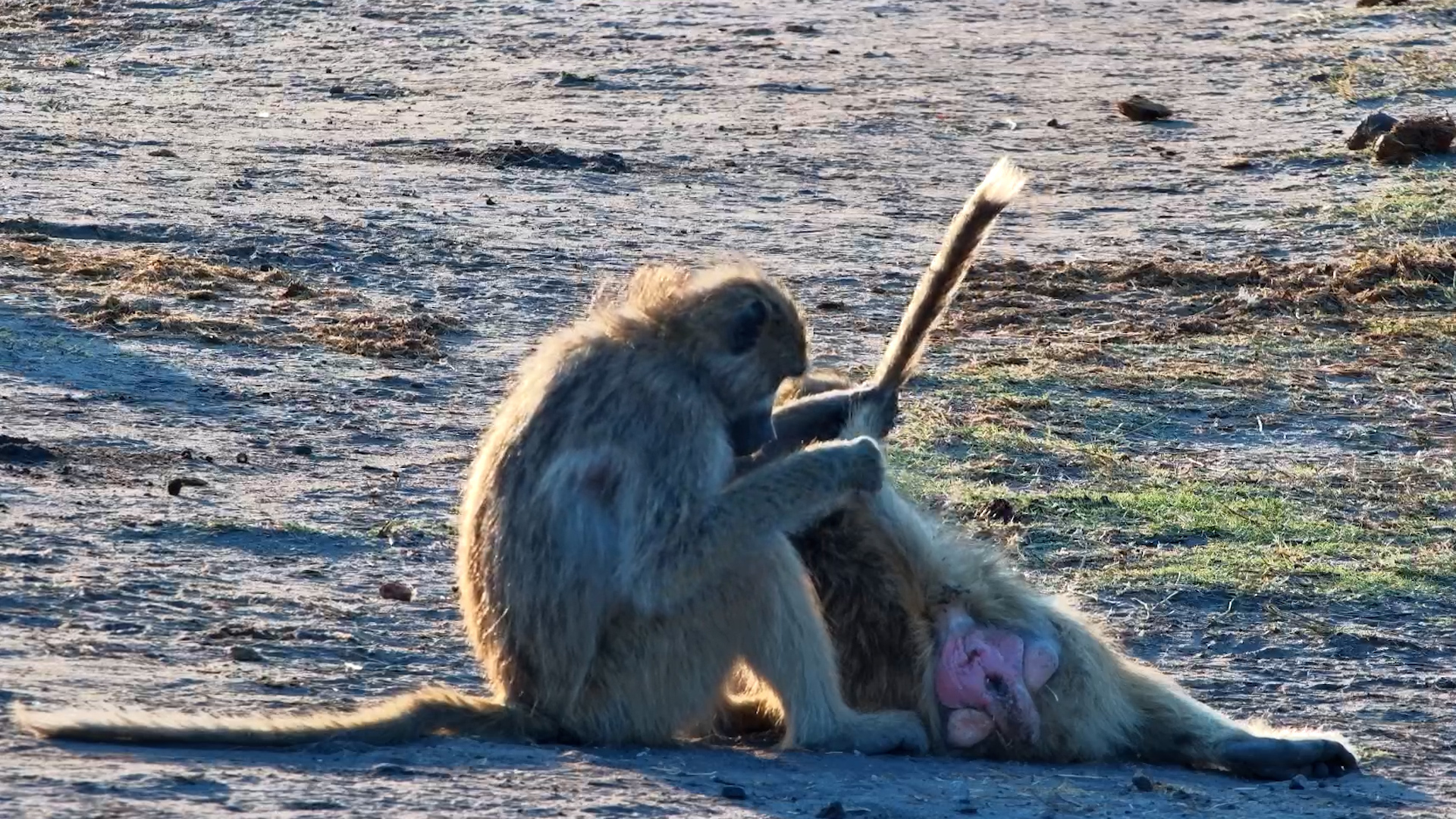 Meticulous Baboon Grooming Session