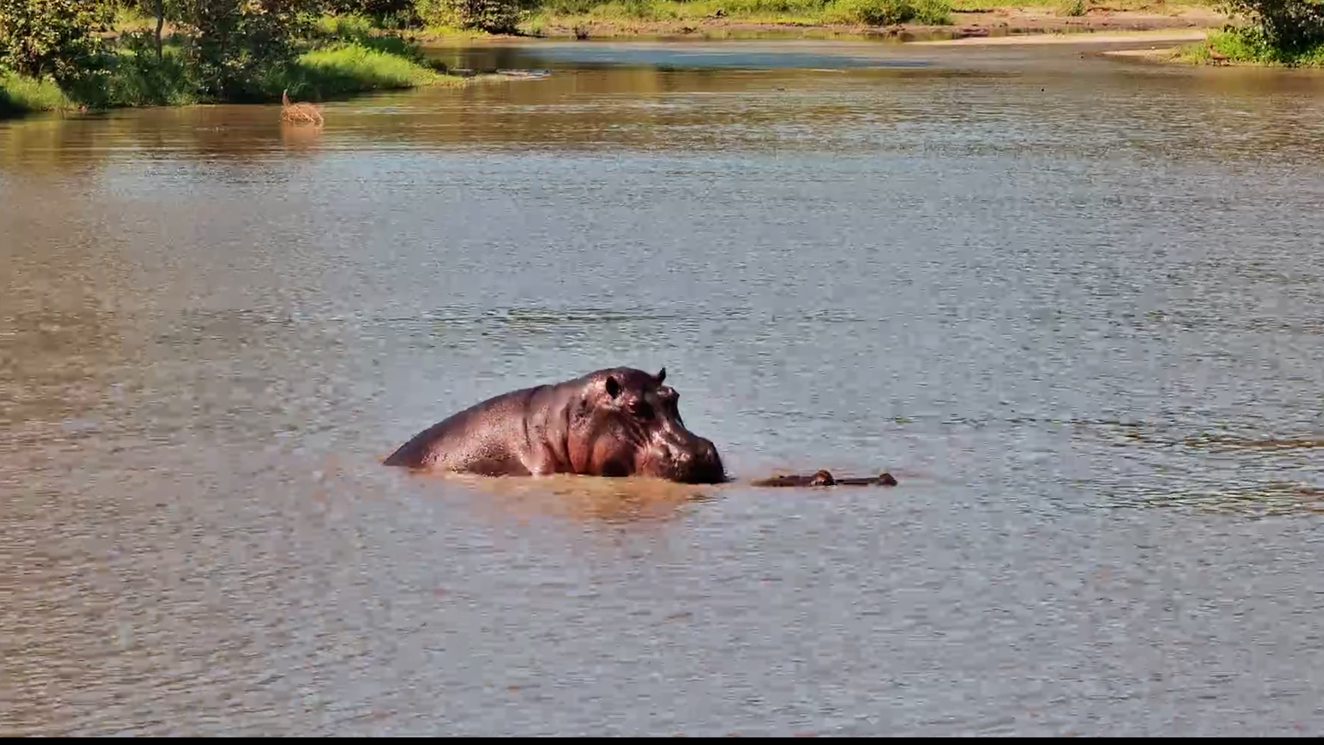 Hippo Lovers In The Waterhole