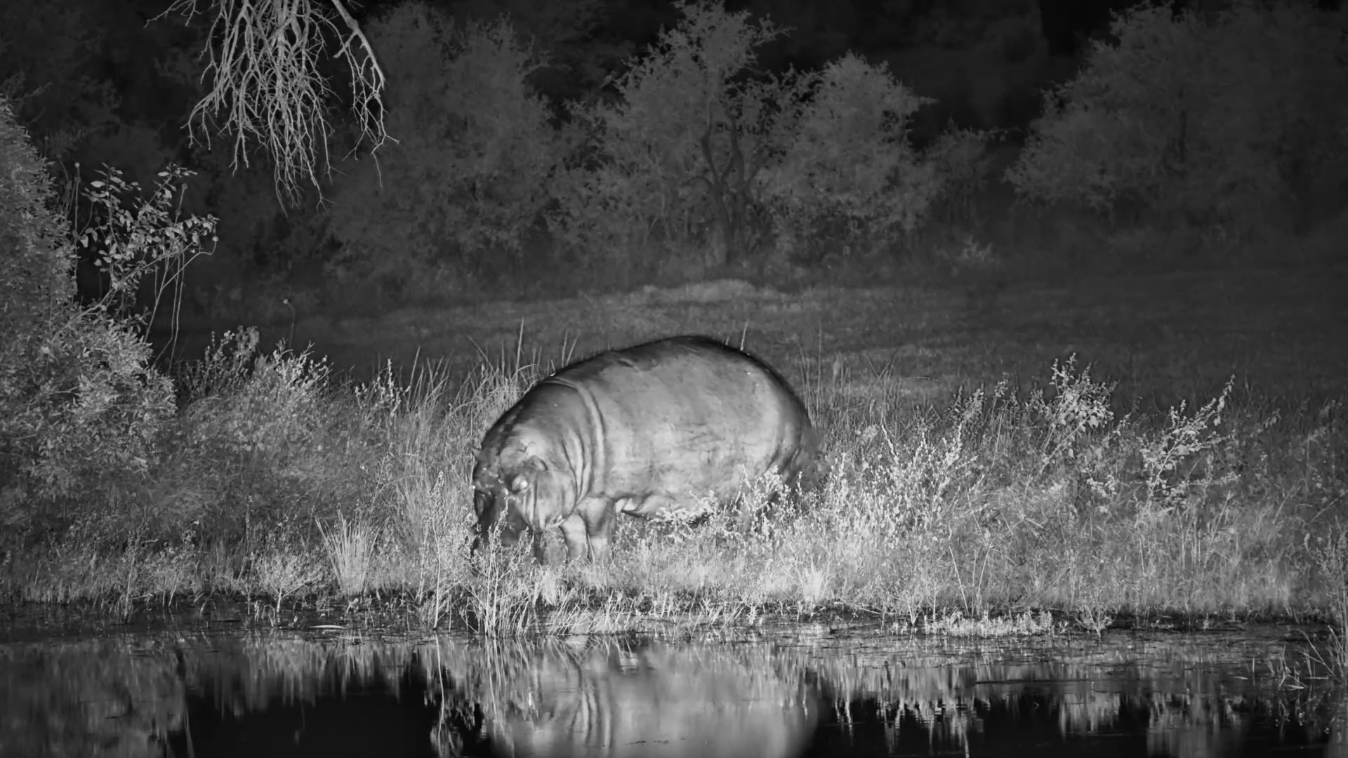 Hippo Sneaks Into The Waterhole At Night