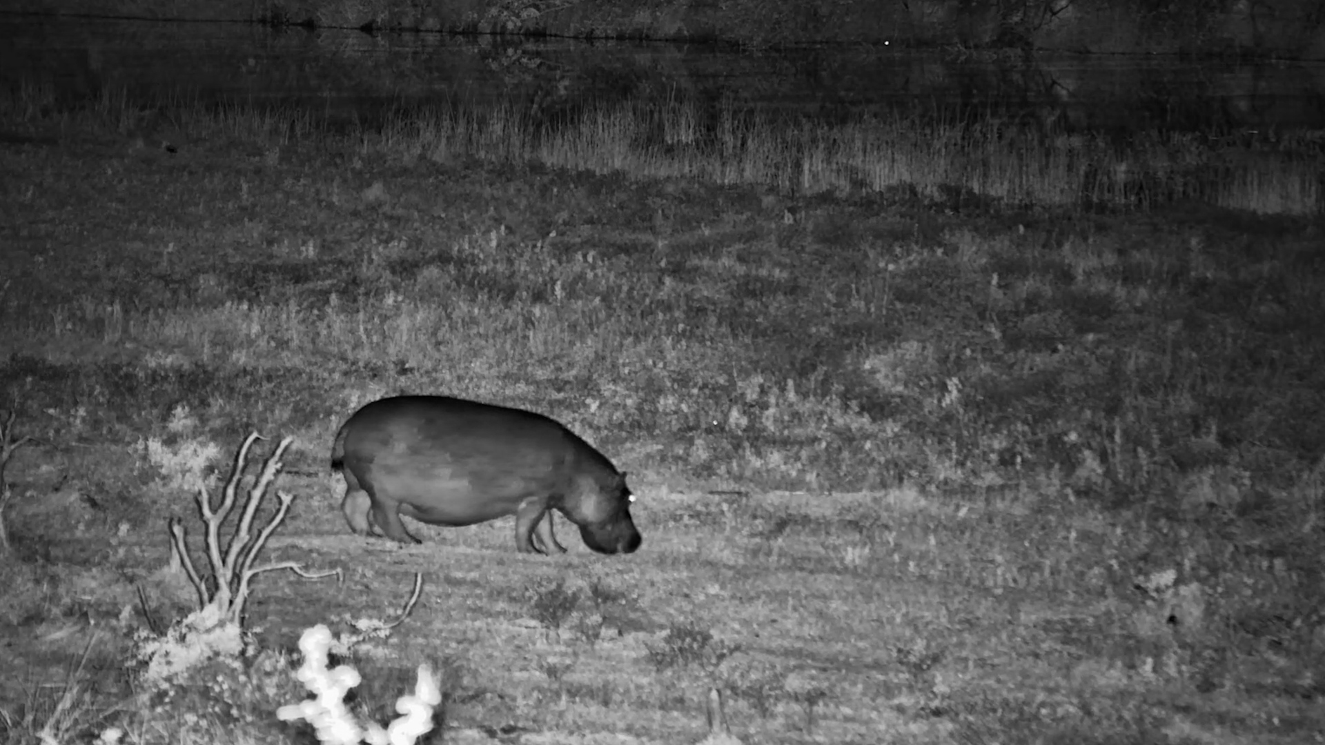 Large Hippo Grazing in the Dark