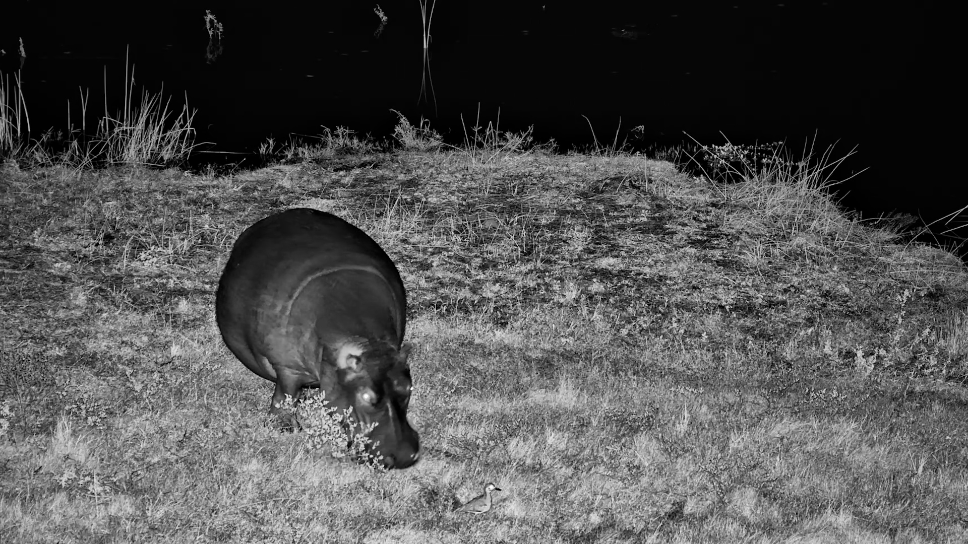 What Hippos Do After Dark