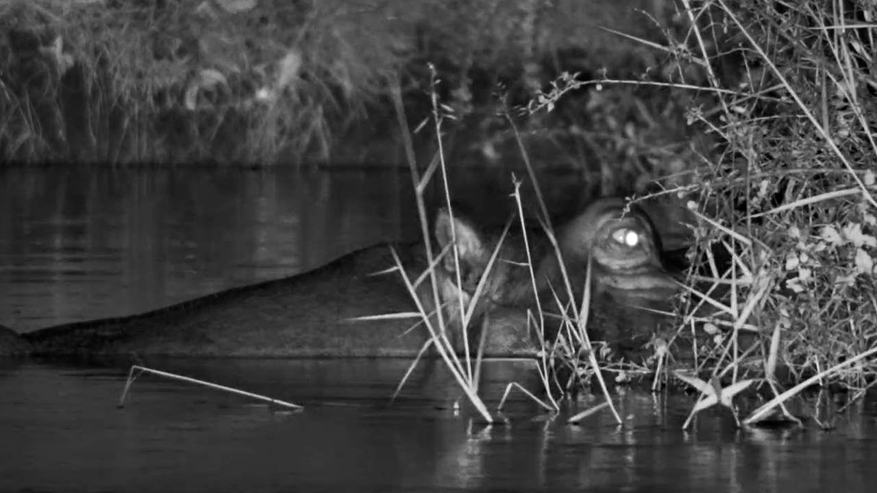 A Hippo’s Eye Breaks the Dark
