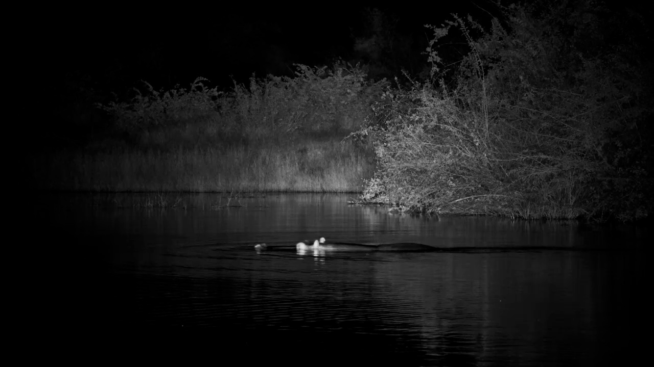 Swimming Hippo In The Waterhole