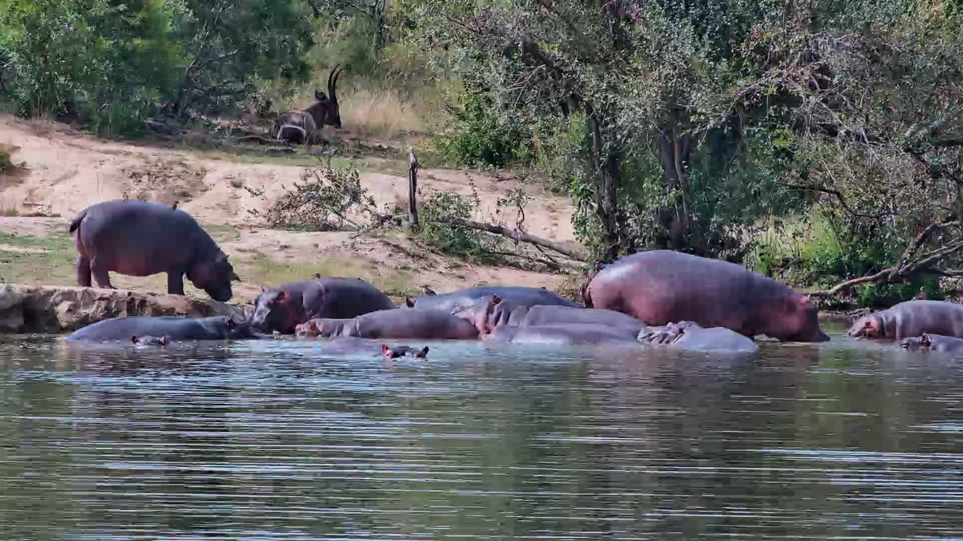 The Hippos Aren't Too Happy