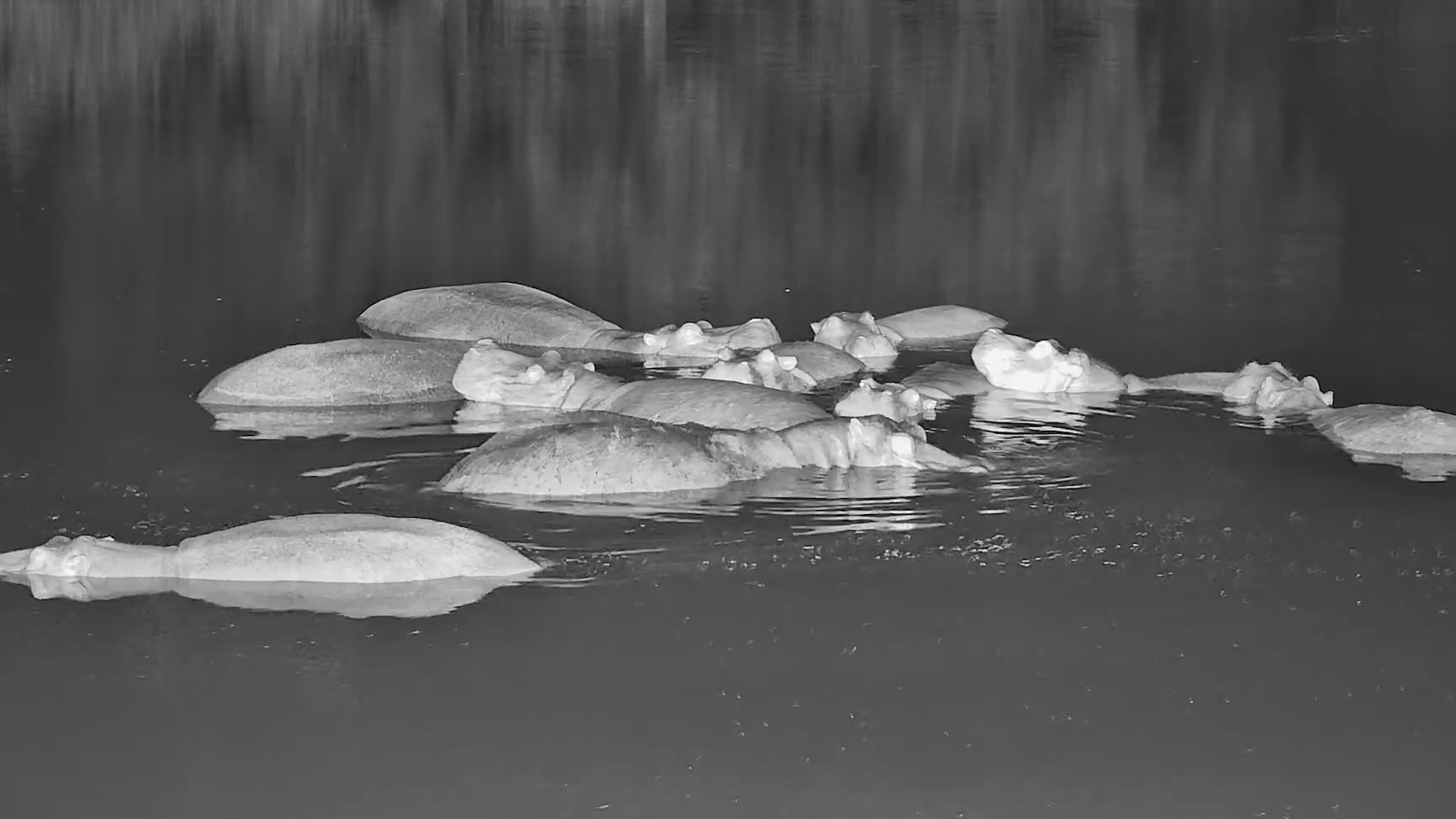 Hippo Pod Rests in the Night