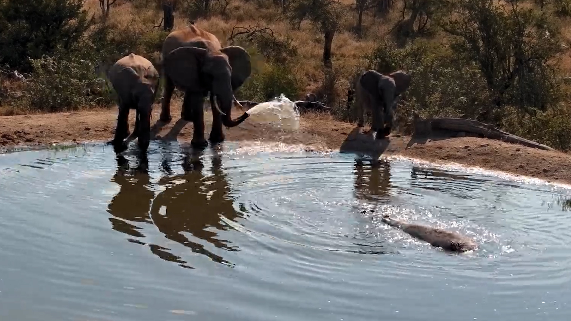 Hippo Scared the Calf... Mum Wasn't Impressed