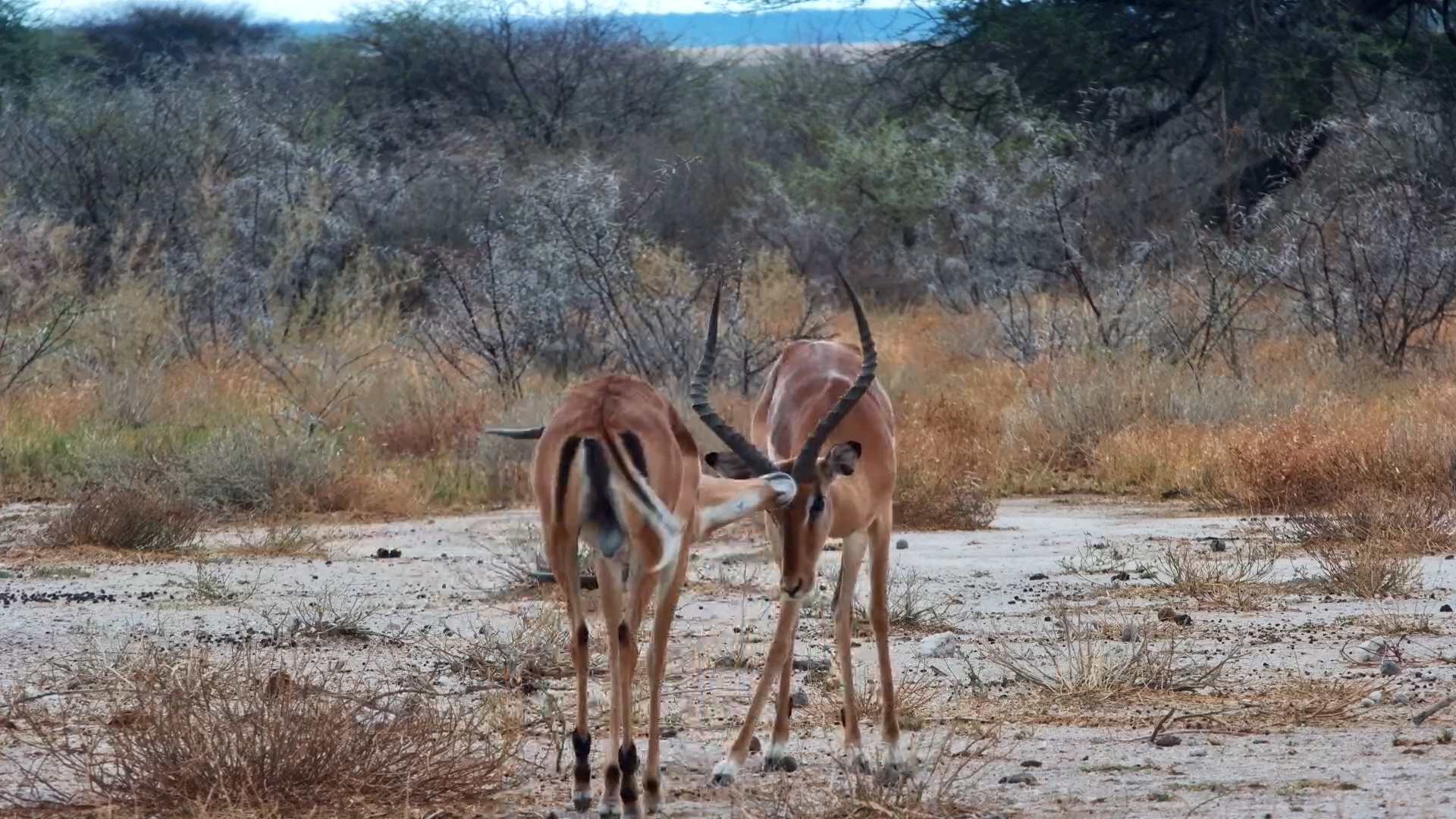 Impala Rams Spar at The Fort