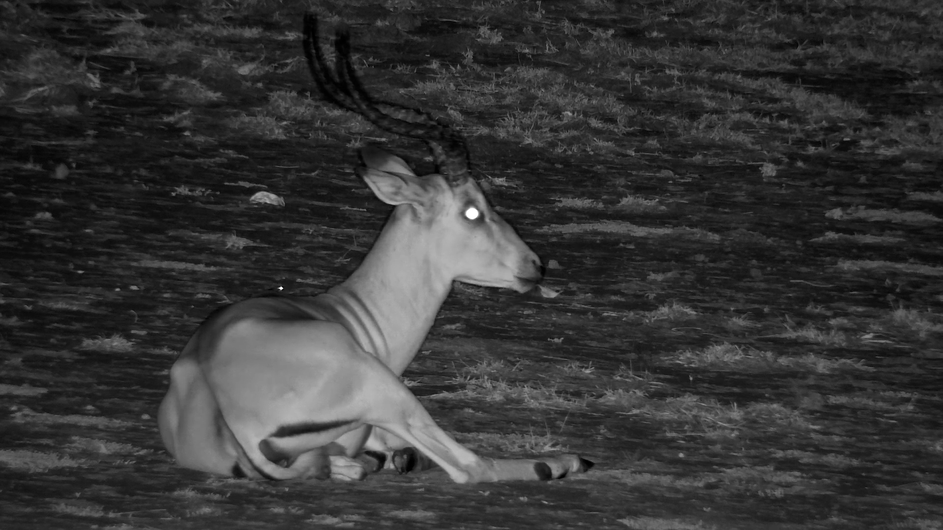 Impala Resting Under The Stars