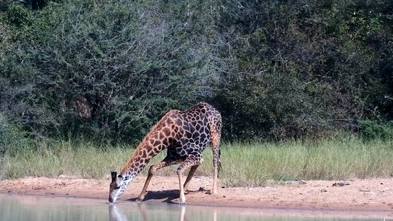 Giraffe’s Incredible Colour Contrast Steals the Show