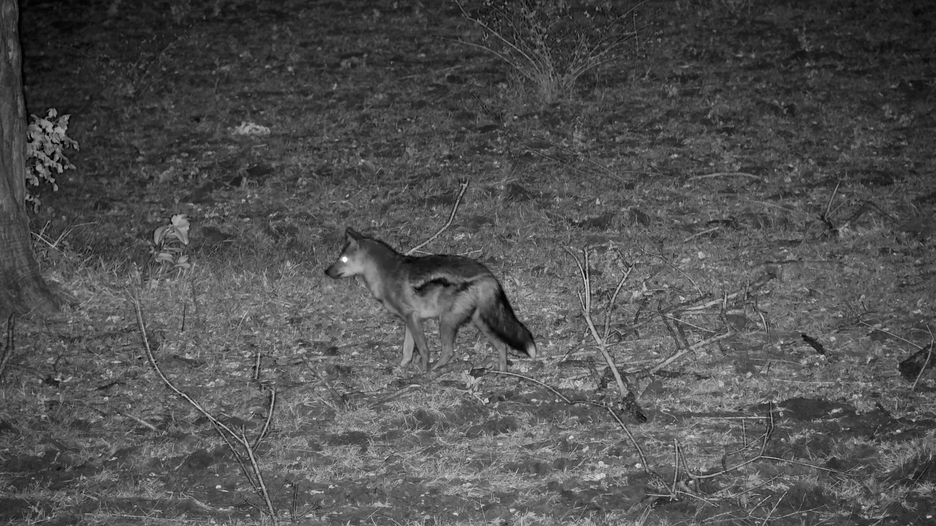 Side-Striped Jackal by the River