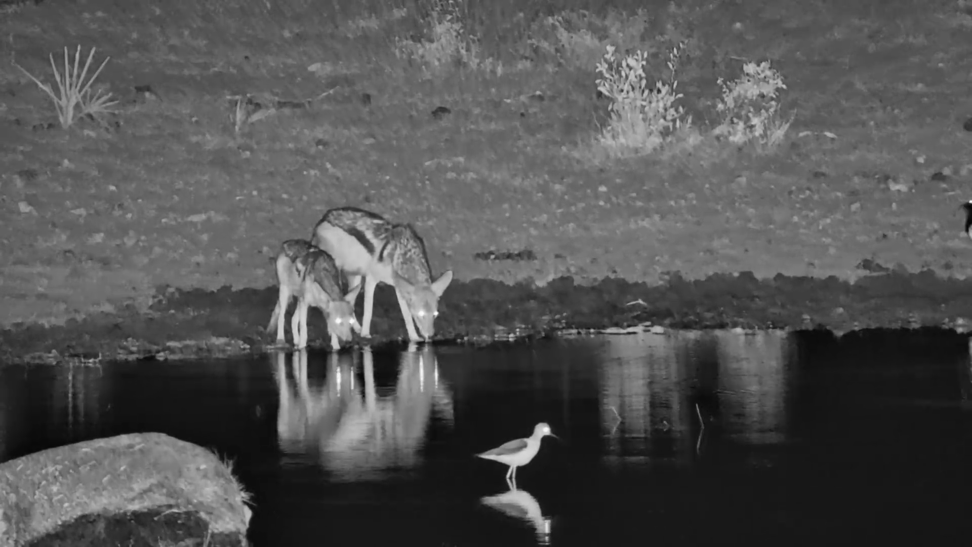 Jackal Pair Drinks in the Kalahari
