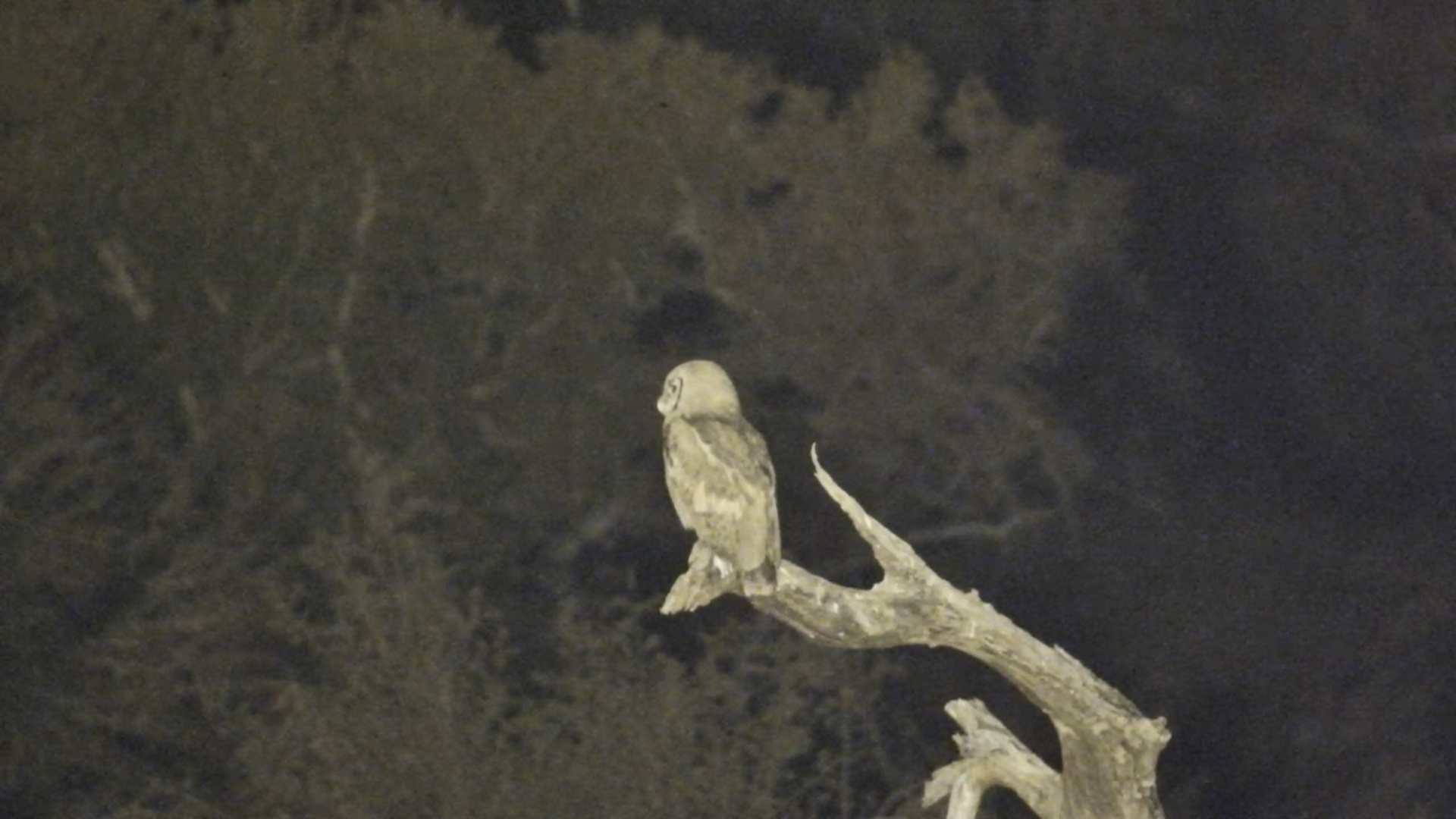 Verreaux’s Eagle-Owl Glows in the Moonlight