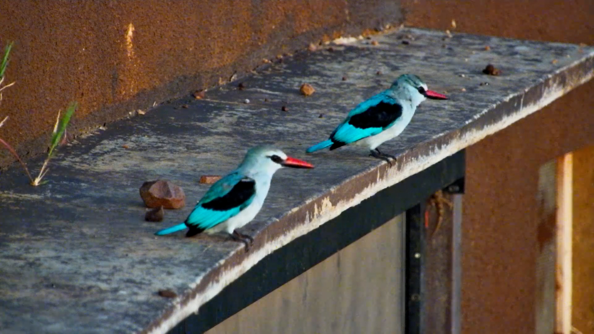 Woodland Kingfishers at Dawn