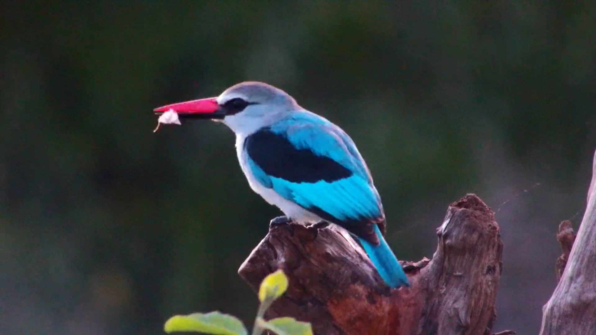 Woodland Kingfisher Morning Hunt
