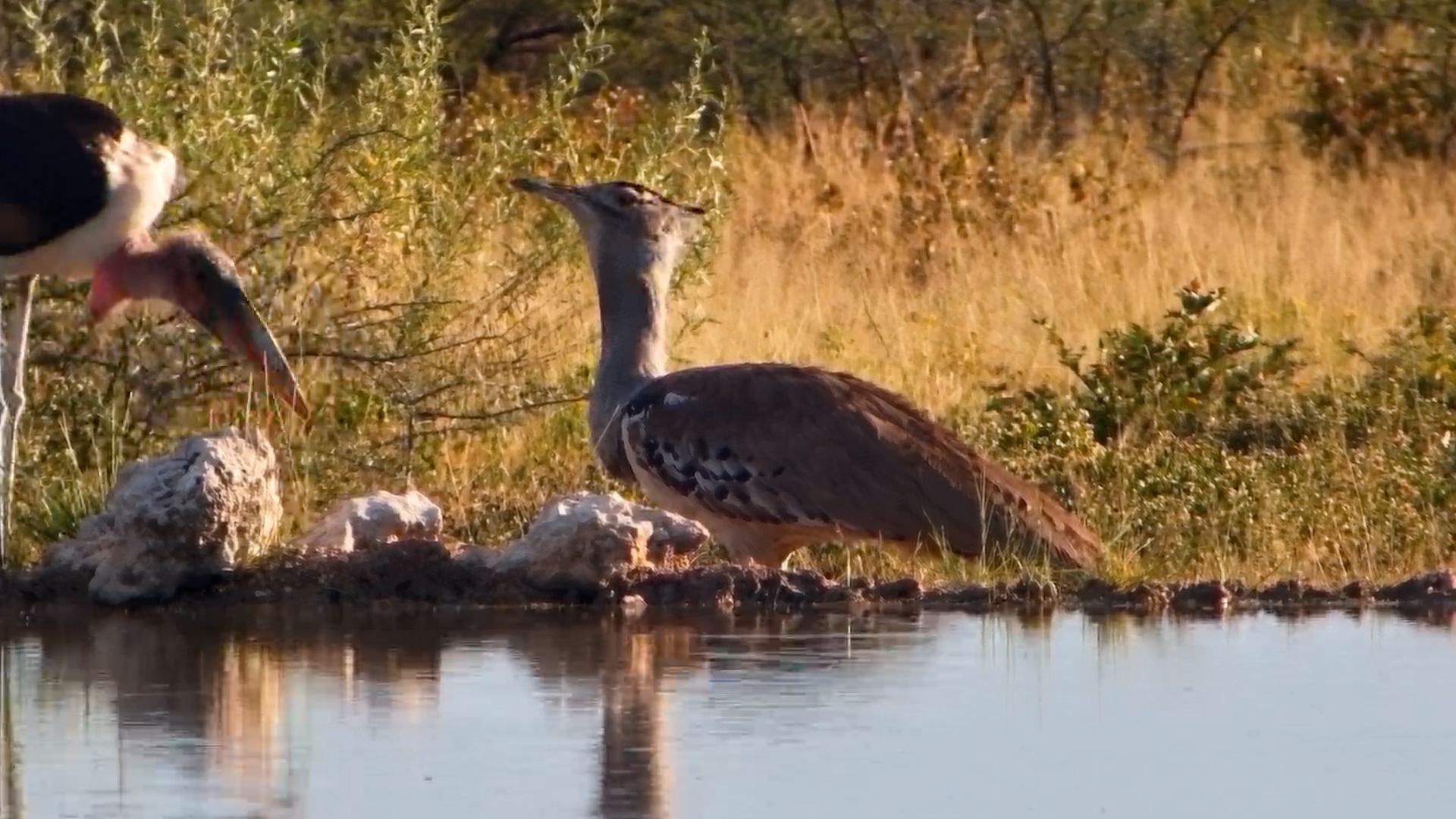 Kori Bustard at Onguma