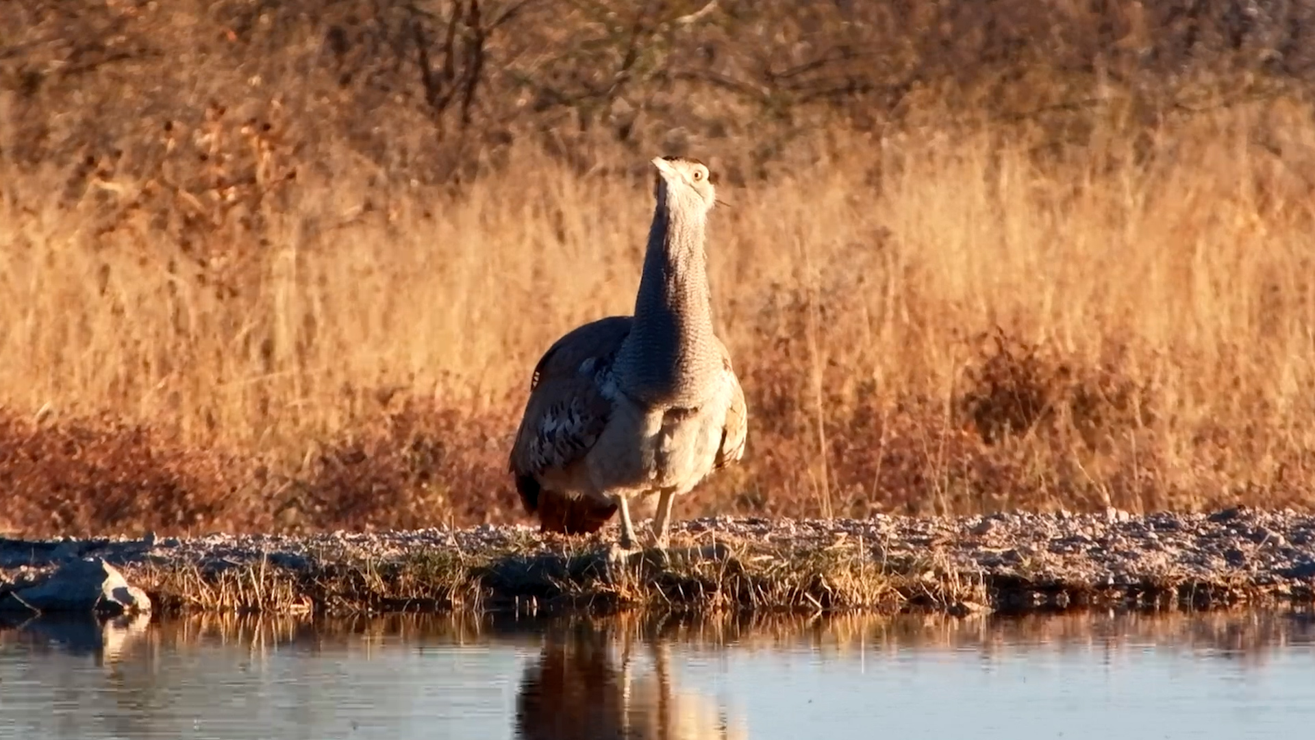 Meet Africa's Giant Bird