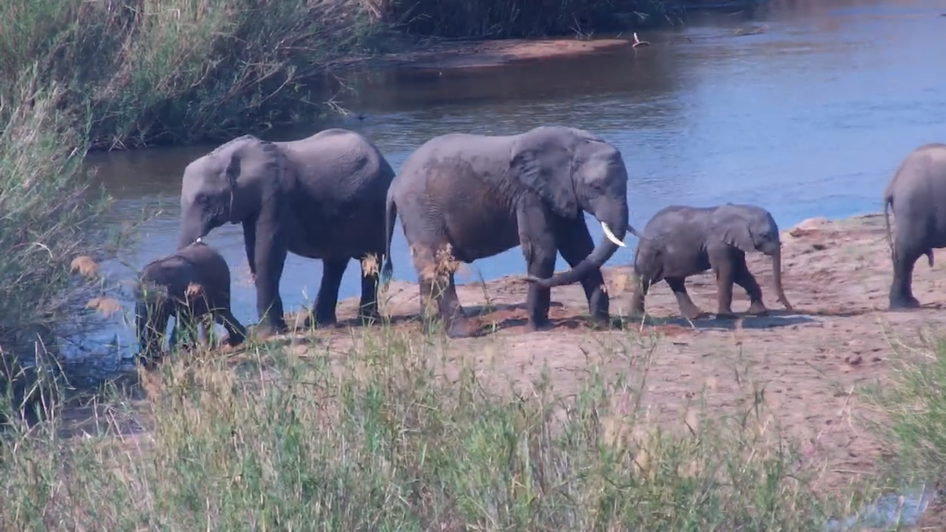 Elephant Herd by the Riverbanks