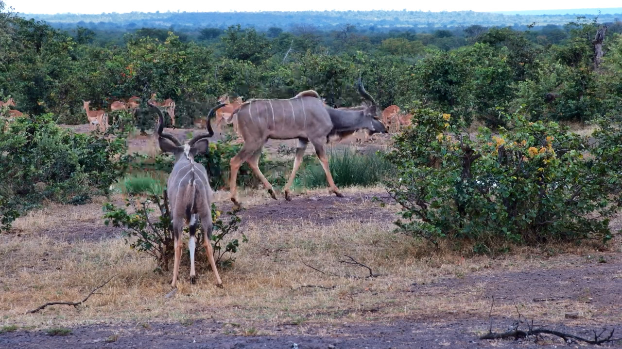 Kudus at the Waterhole