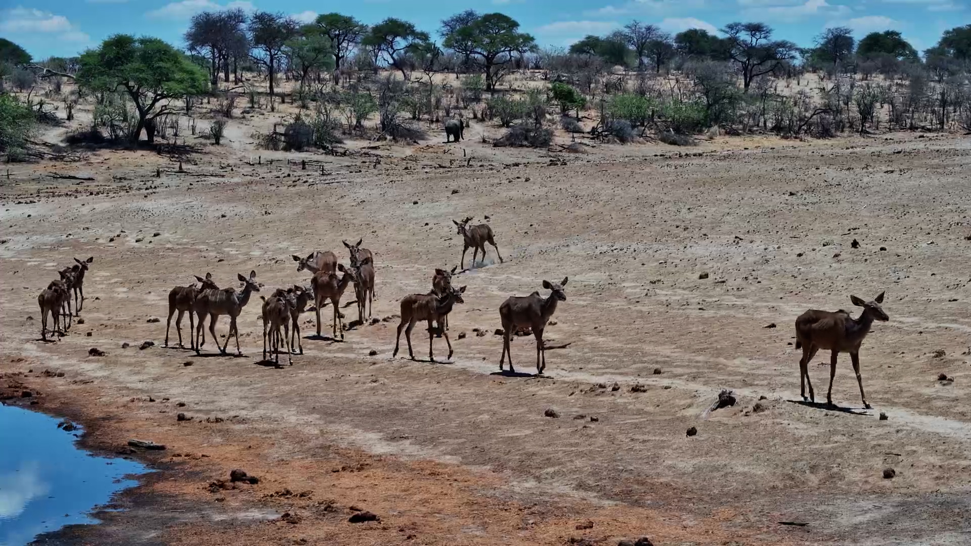 Kudu Herd on the Move at Meno A Kwena