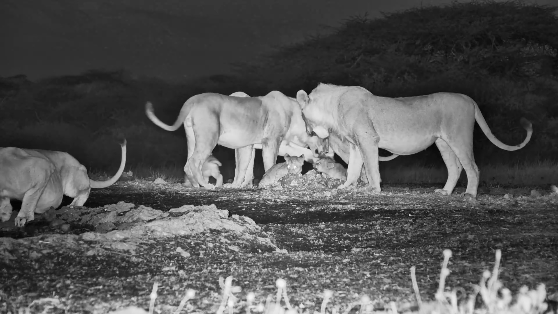 Older Lions Get a Little TOO Excited Meeting the New Cubs