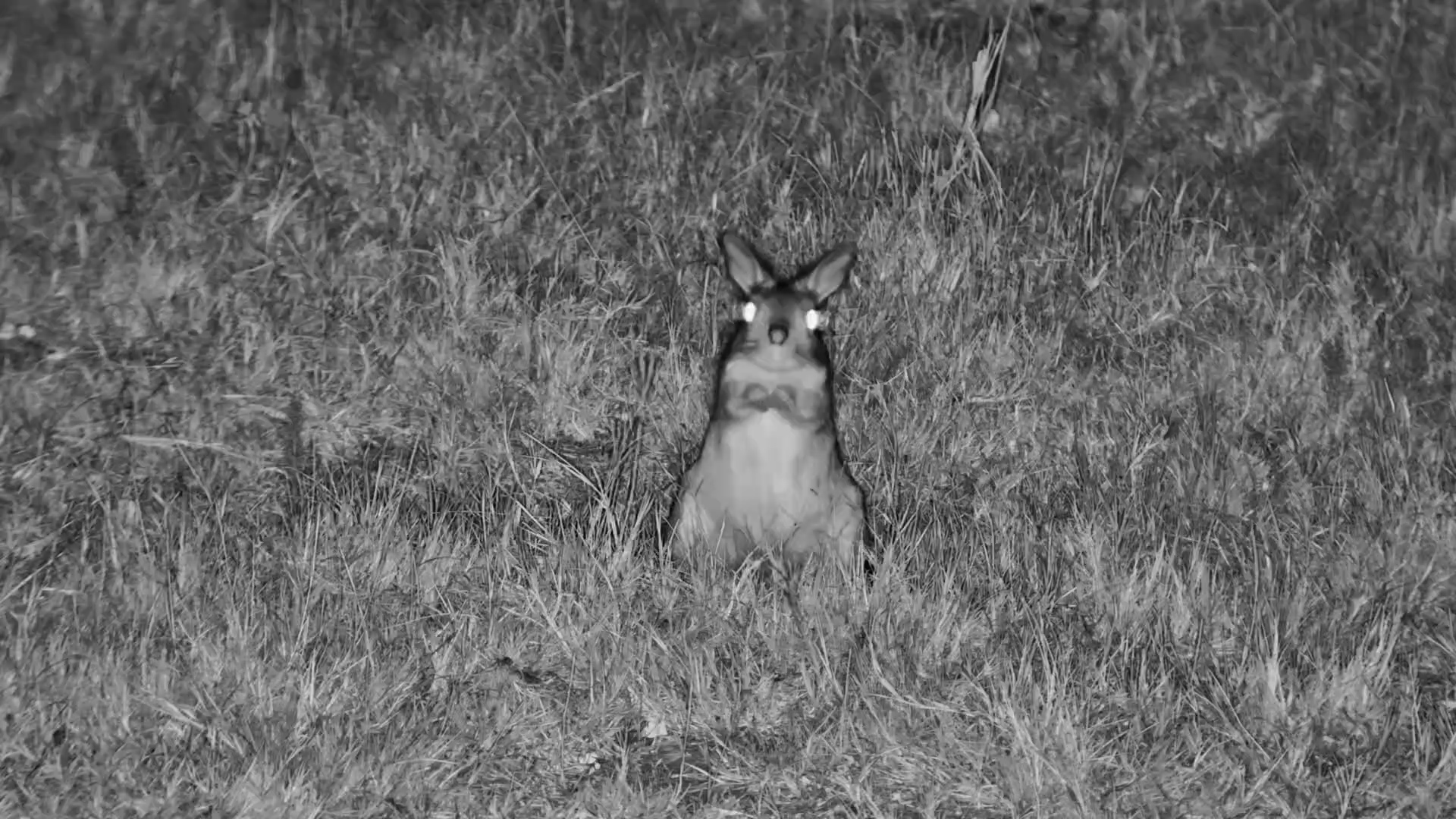 Springhare Foraging For Food