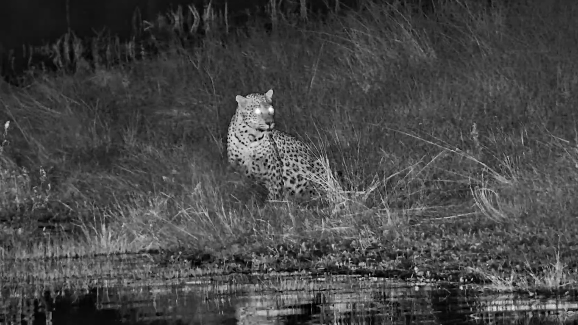 Catching a Leopard's Secret Waterhole Visit