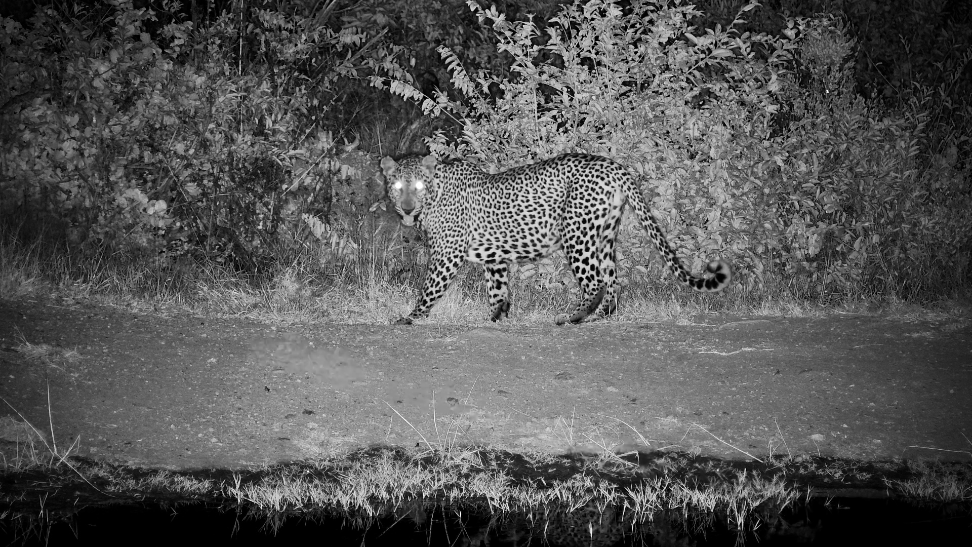 Leopard Sniffing Around