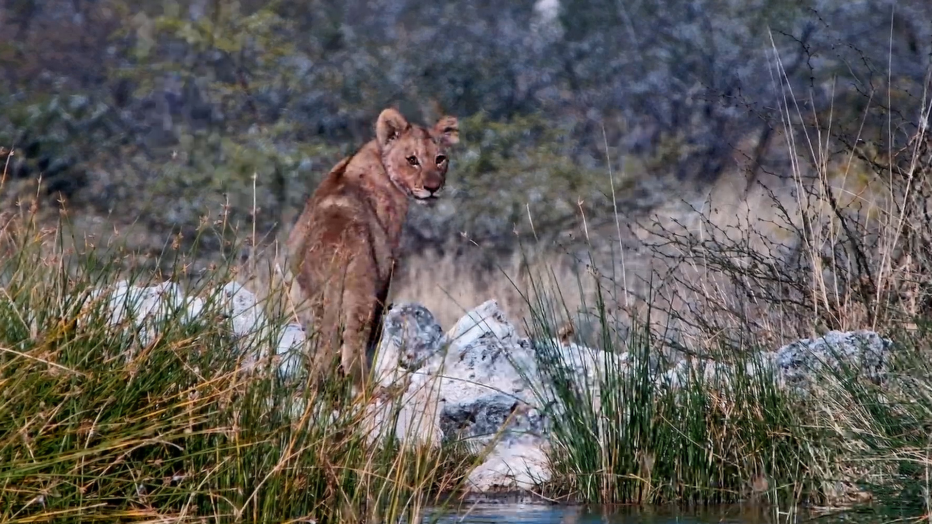 The Waterhole's Top Predators Have Arrived