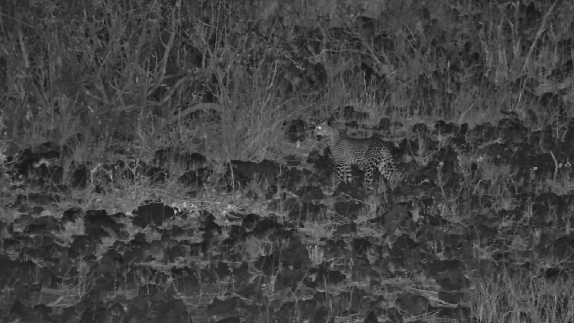 A Wild Night at Finch Hattons: Lone Lion with a Kill & Curious Predators