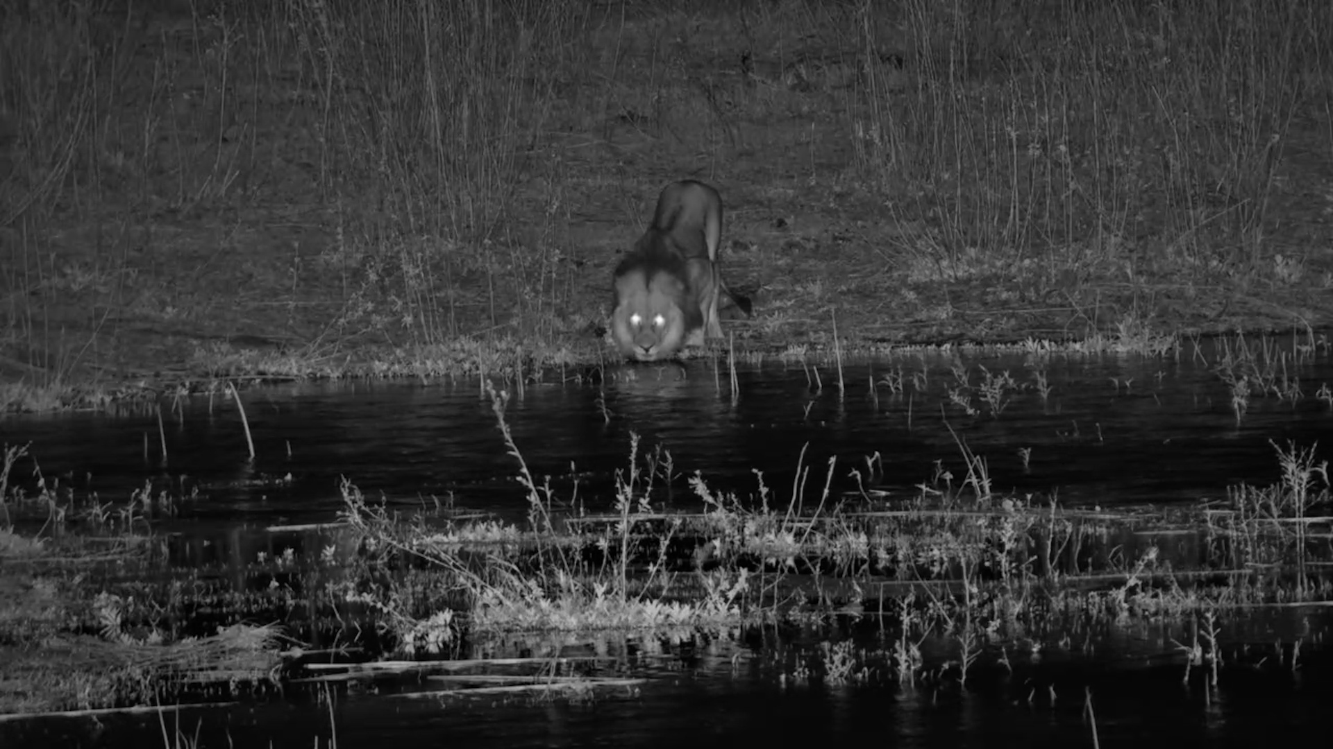 A Male Lion Crosses the Night to Meet Another