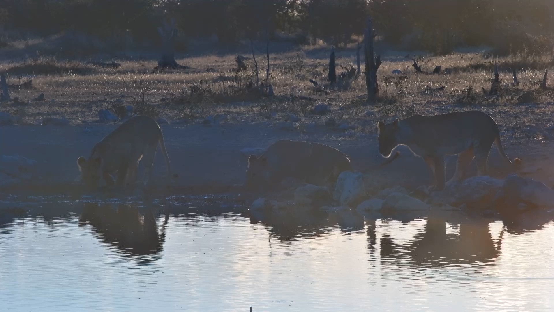 Lions at Safarihoek in First Light