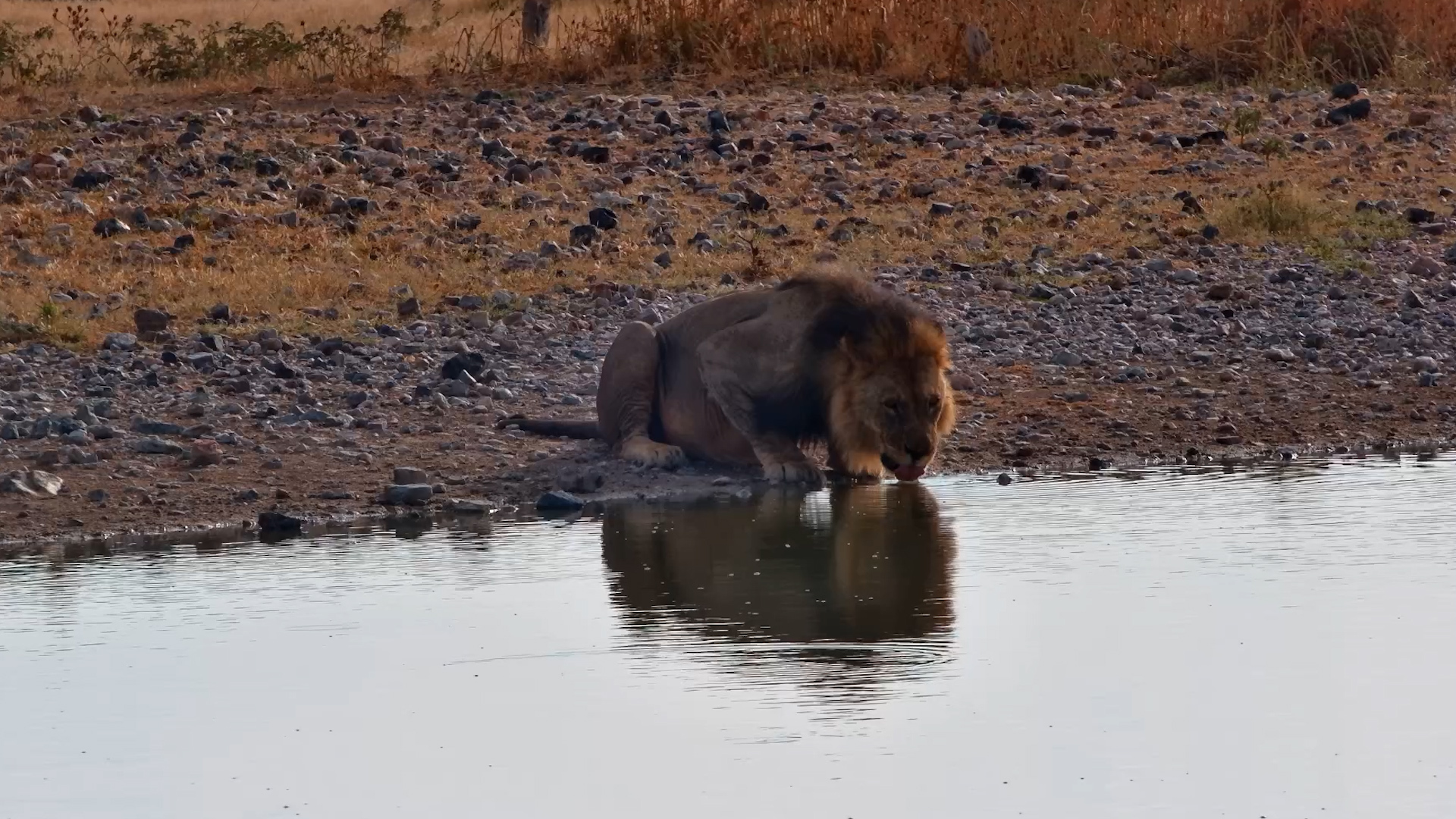 Lions Surrounding The Waterhole