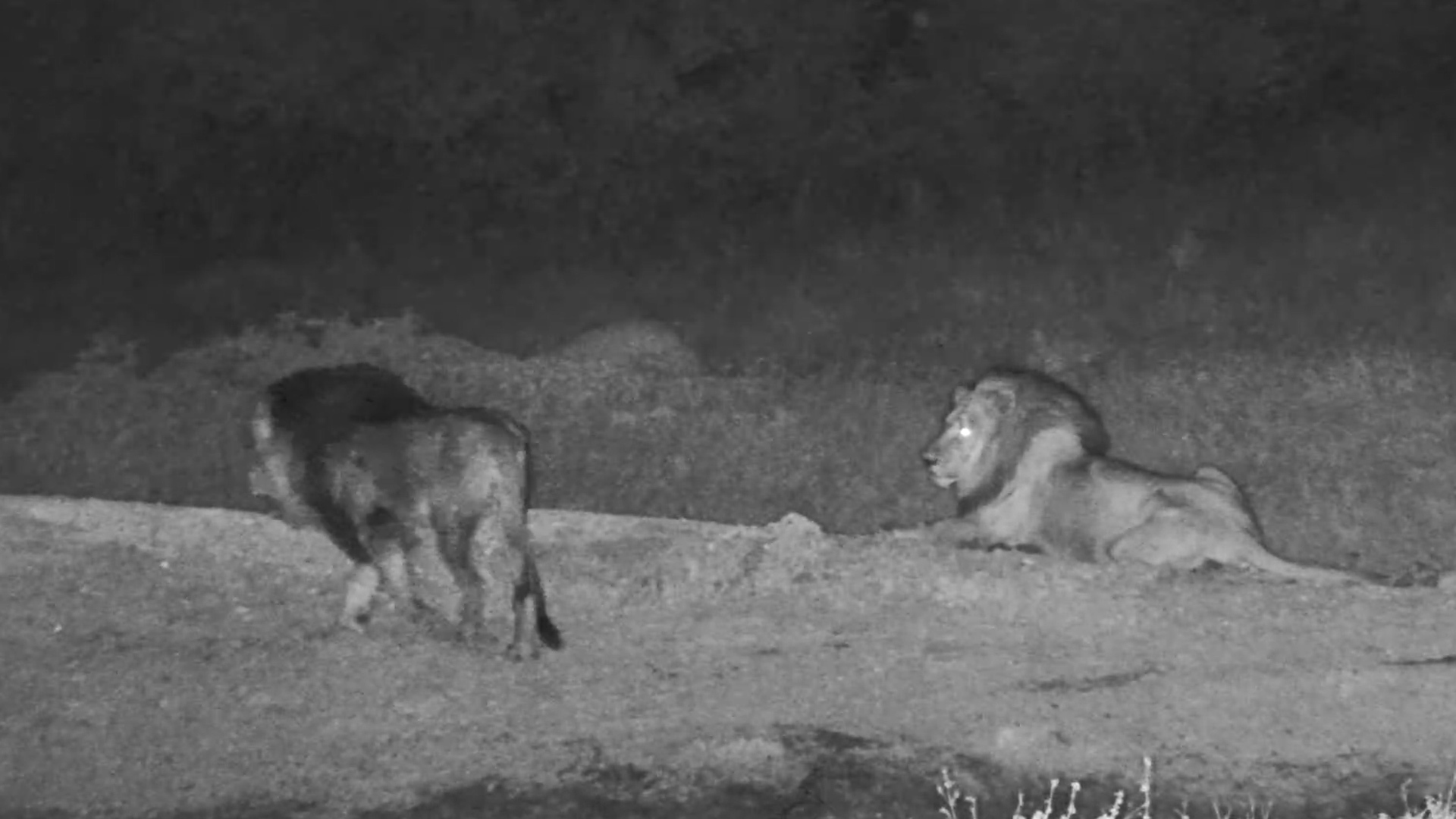 Two Male Lions Meet at Tau Waterhole