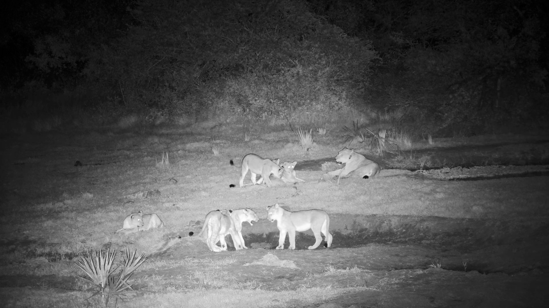 Tembe Lions in Full Action After Dark
