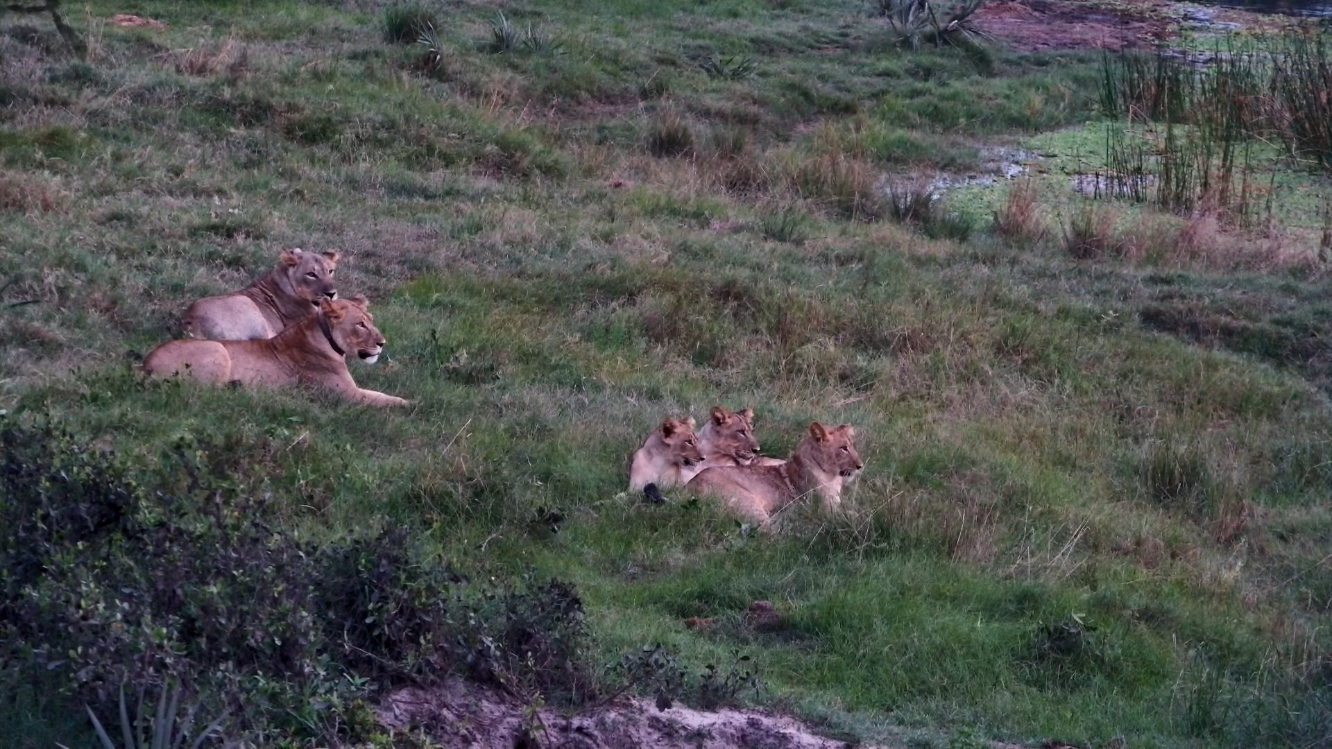 The Pride Has Taken Over the Waterhole at Tembe