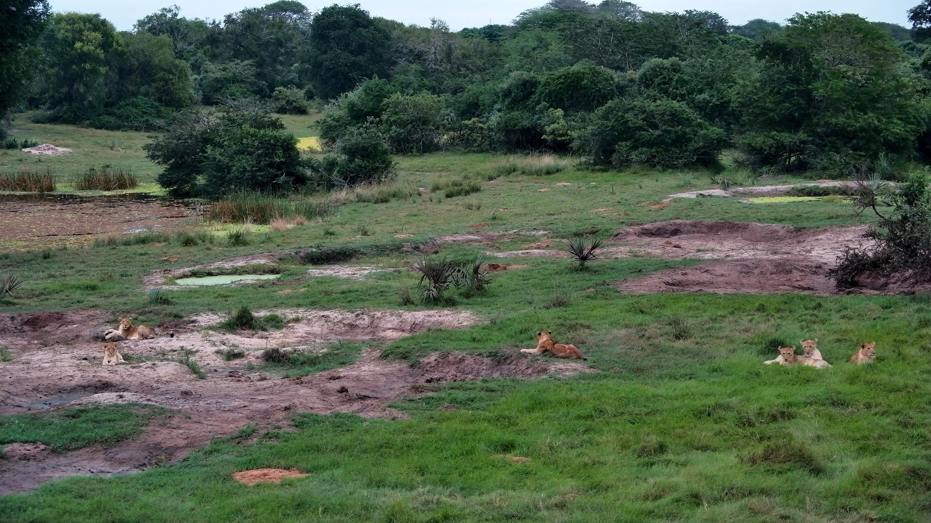 Tembe Cubs in Late Afternoon Light