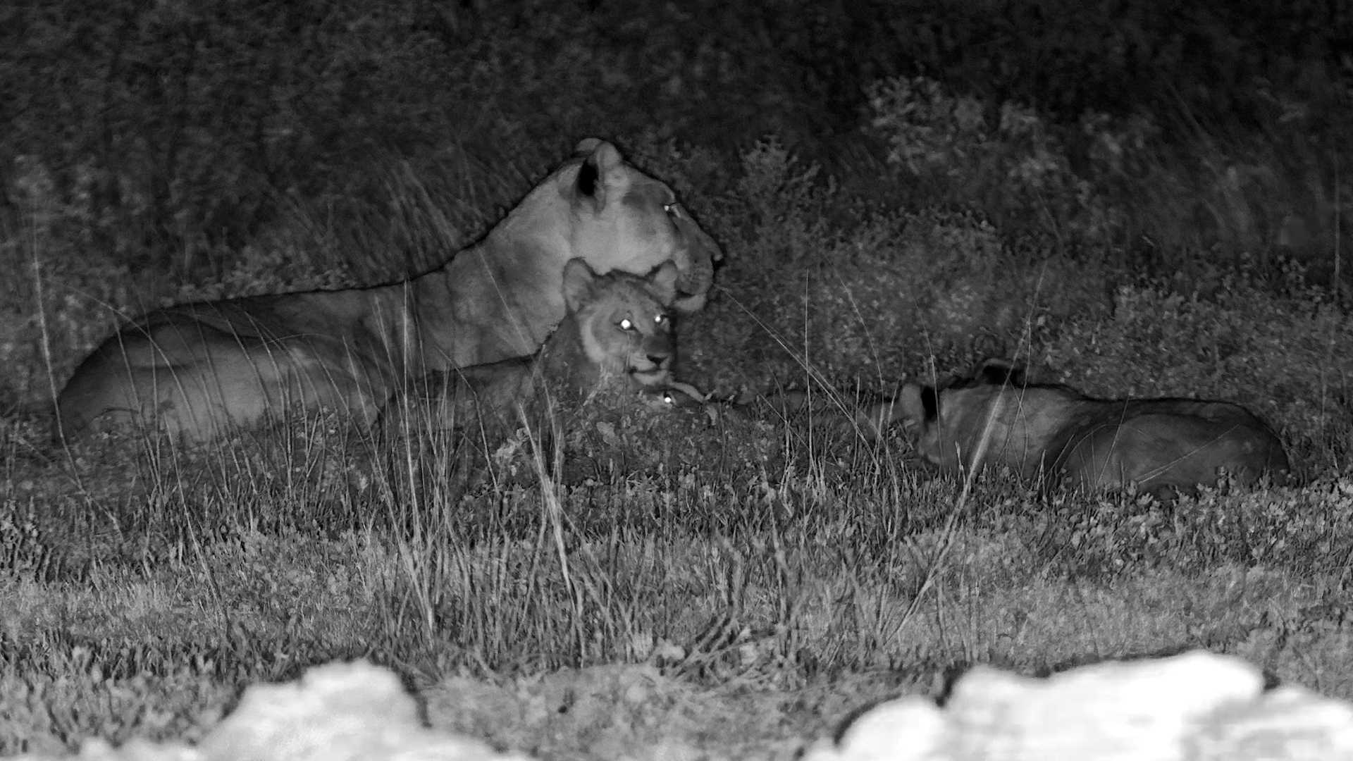 The Pride Called It a Night