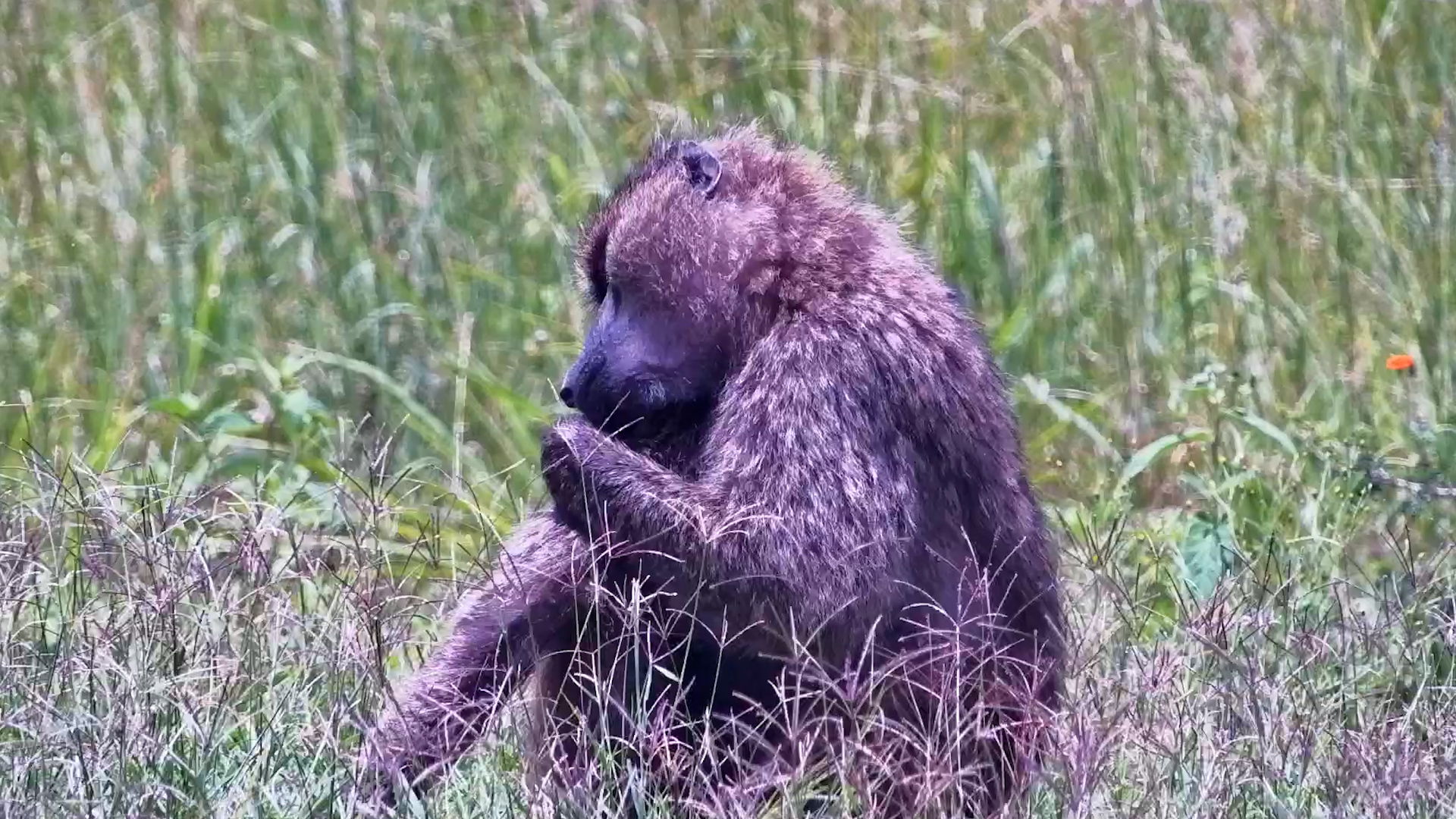 Baboon Chilling by the Water